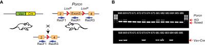 Hematopoietic Wnts Modulate Endochondral Ossification During Fracture Healing